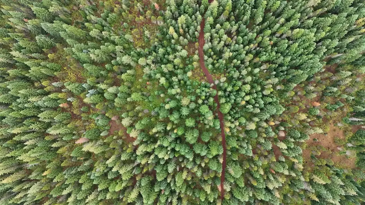 Aerial view of a radiating evergreen forest canopy